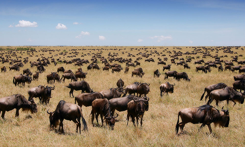 11 Days Group Safari Kenya Tanzania