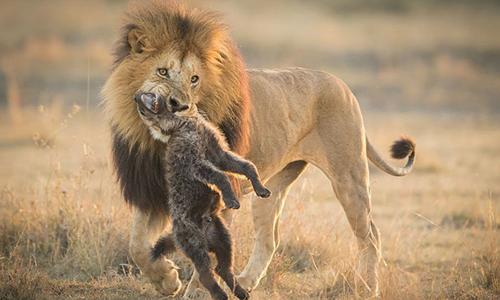 5 Days Best Budget Safari In Kenya