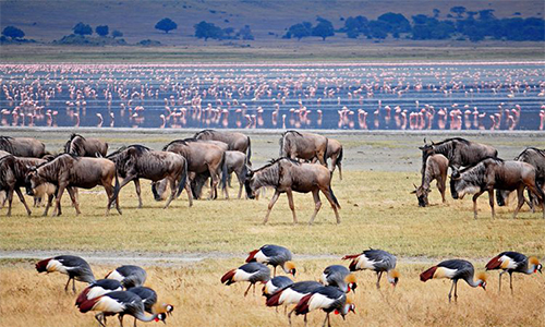 3 Days Tanzania Safari Tour