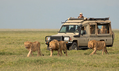 Jeep Game Drives