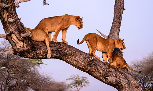 5 Days Tanzania Safari Package