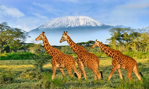 9 Days Kenya Tanzania Safari