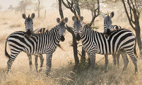 10 Days Budget Safari Kenya Tanzania