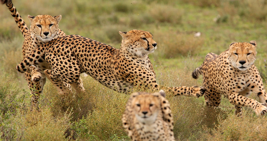 6 Days Budget Kenya Safari