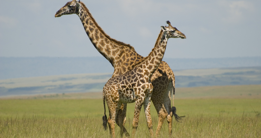 7 Days Safari In Kenya