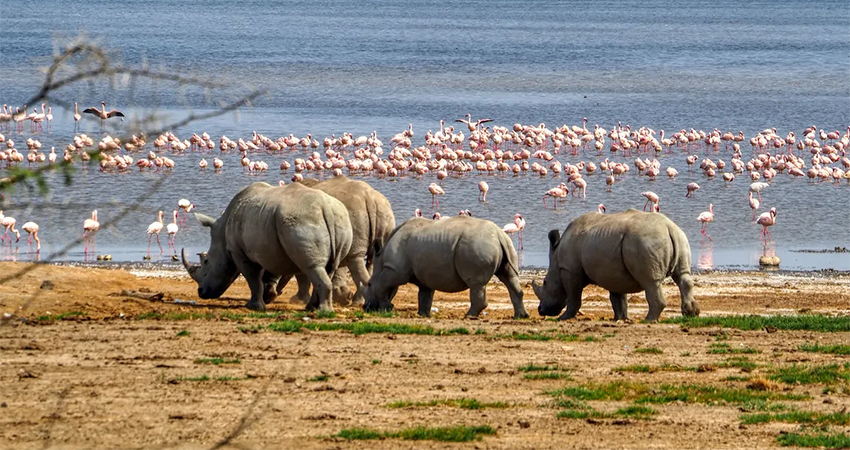 8 Days Budget Safari Tour