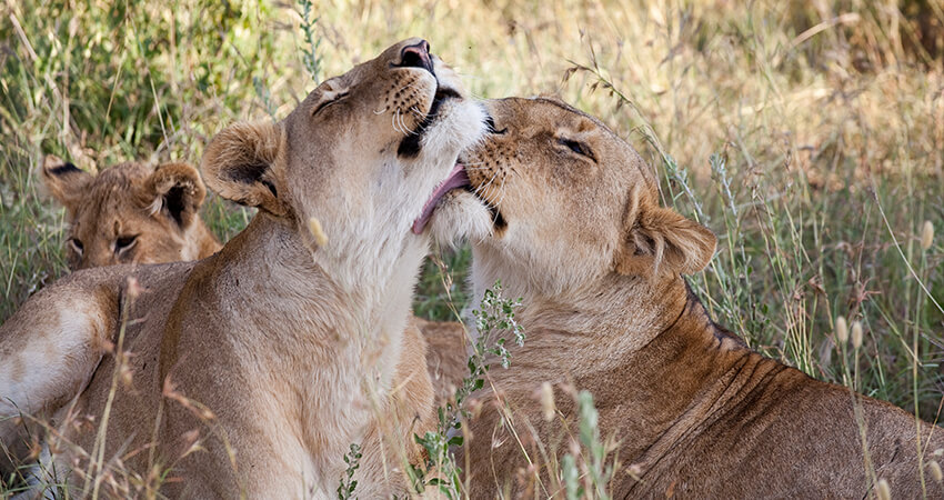 12 Days Kenya Tanzania Budget-friendly Safari Package