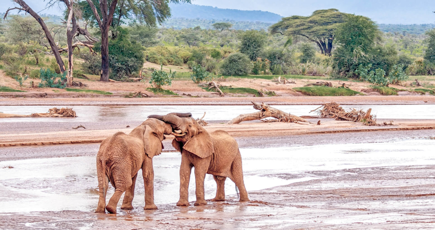 3 Days Samburu Special Five Safari