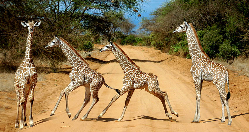 Junge Giraffen galoppieren über eine Straße im Tsavo-Ost-Nationalpark in Kenia