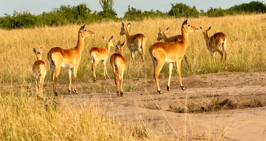 4 Days Wildlife Safari – Queen Elizabeth & Kibale Adventure