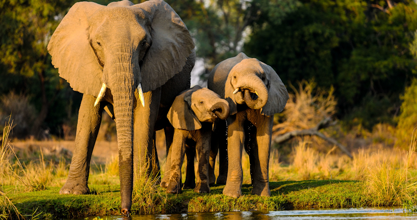Closeup shot of elephants standing near the lake at sunset