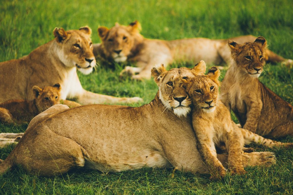 best kenya private safari