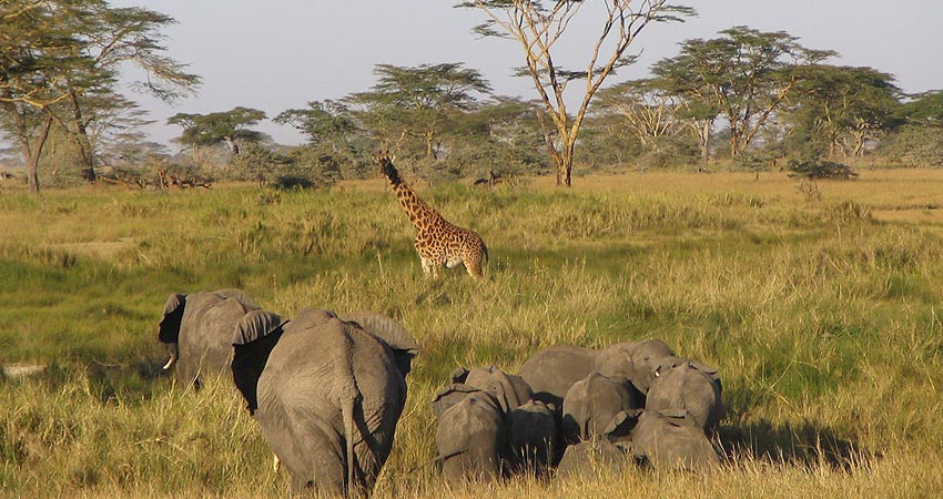 7 Days Budget Kenya Tanzania Safari Tour
