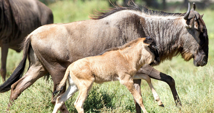 8 Days Kenya Tanzania Safari Tour Package