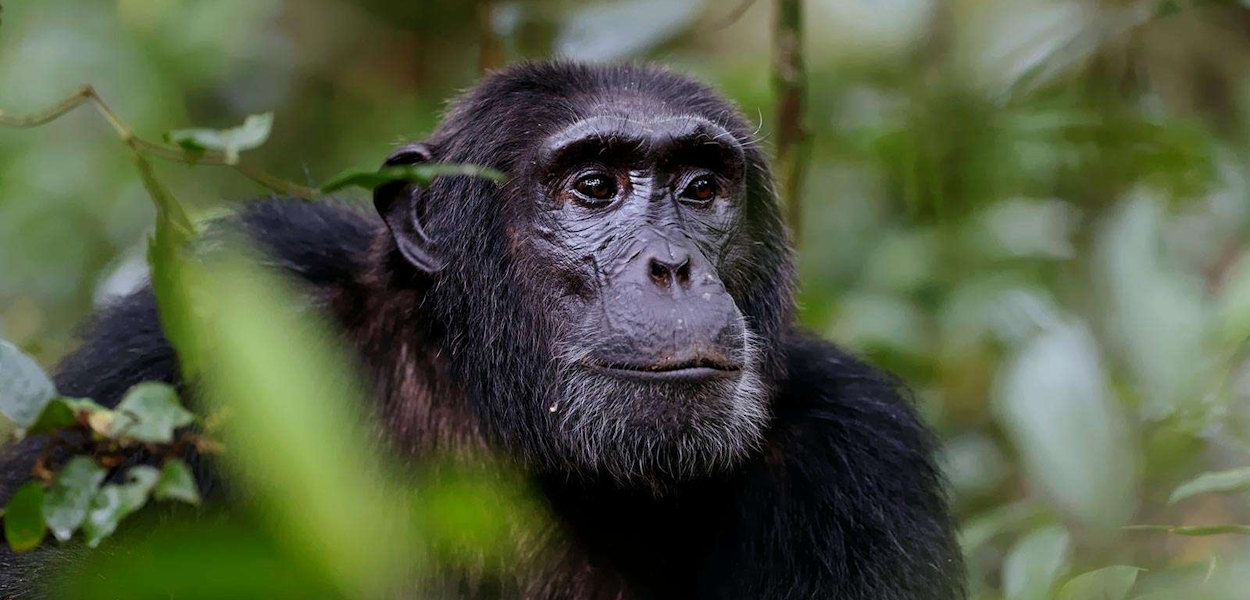 Murchison Falls Safari