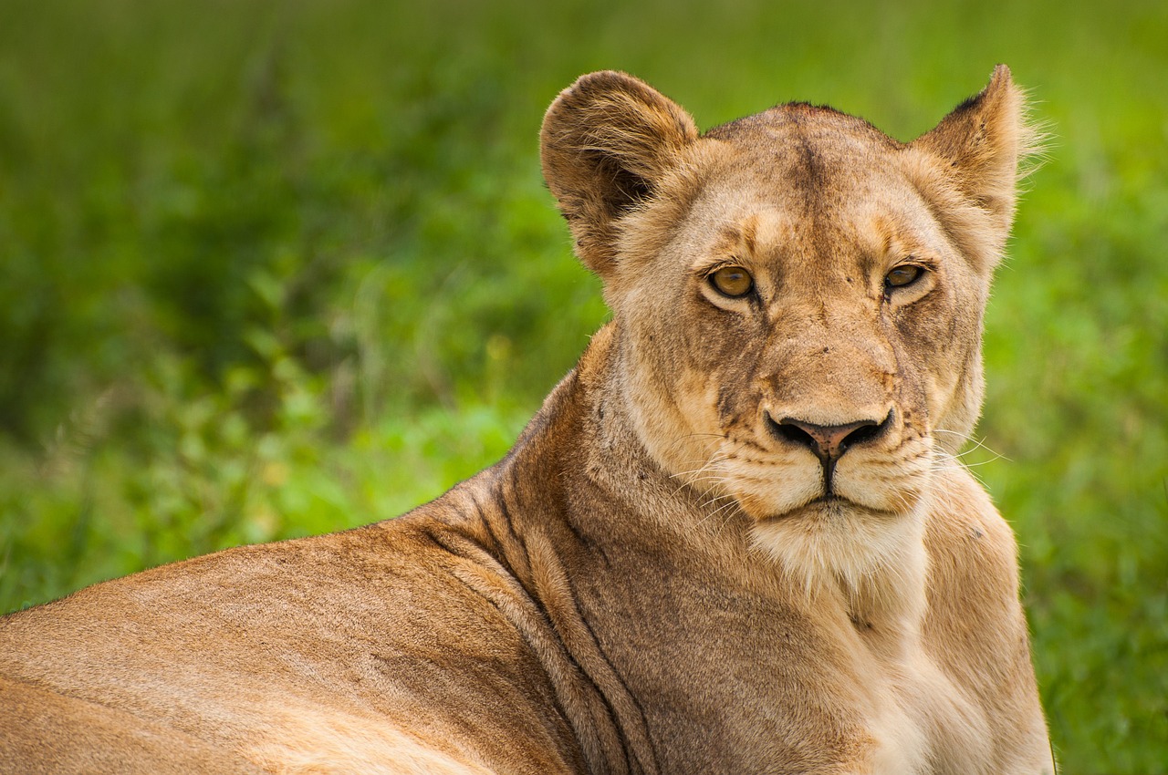 Witness the Wild: A Front-Row Seat to the Migration in Serengeti and Africa’s Big Five